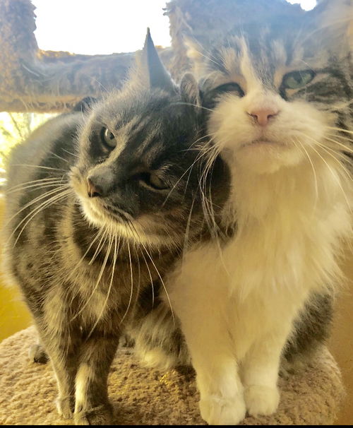 GIZMO & GADGET - BONDED PAIR