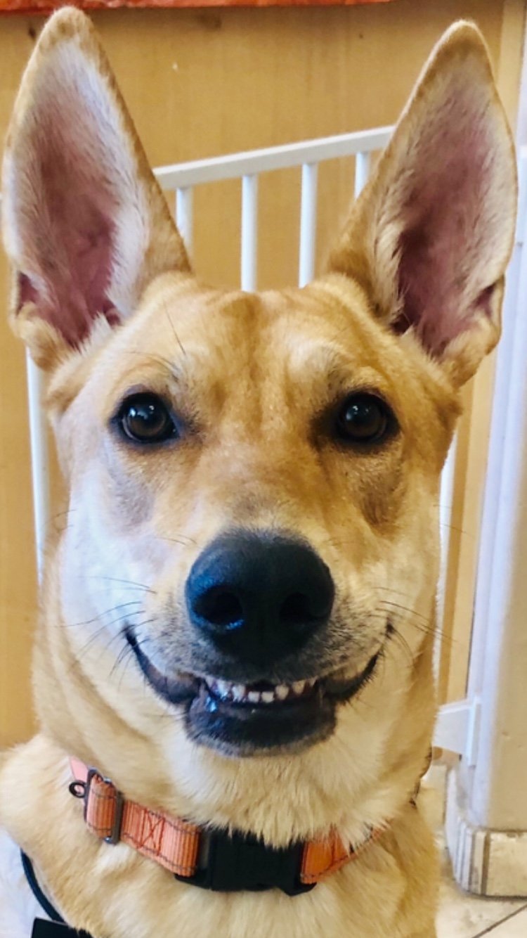 adoptable Dog in Tucson, AZ named DIXIE