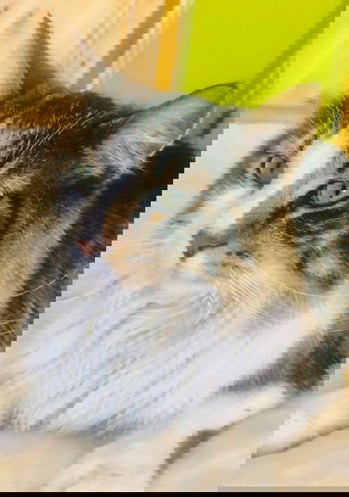 AVALON