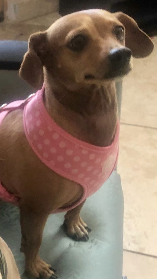 MILANIA