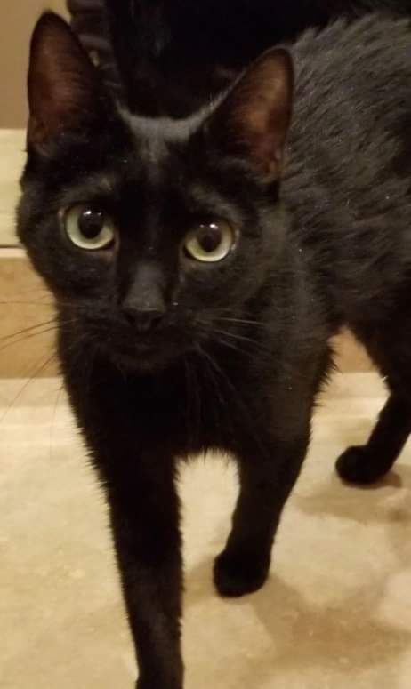 Cat adoption in Tucson, AZ 85737: Bombay Cat 