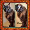 CLEO