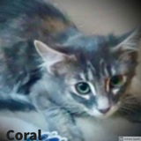 Coral