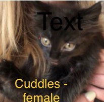 Cuddles