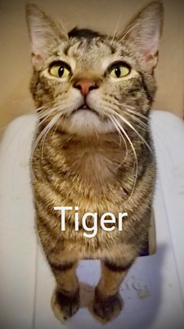 TIGER Image