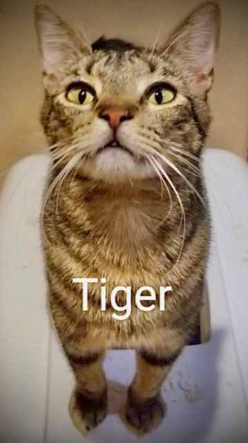 TIGER