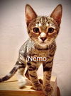 NEMO