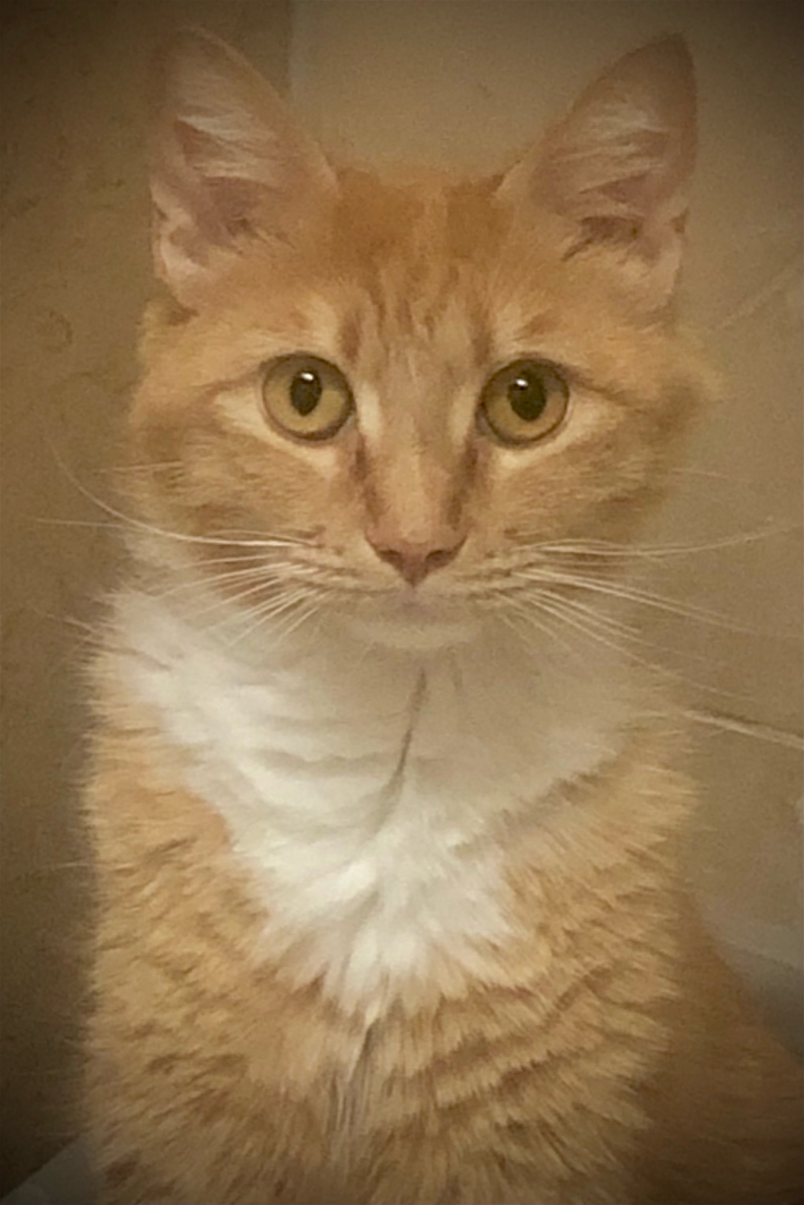 adoptable Cat in Tucson, AZ named MARMALADE