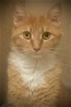 adoptable Cat in  named MARMALADE