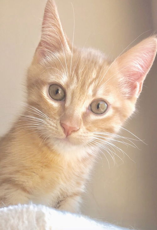 APRICOT