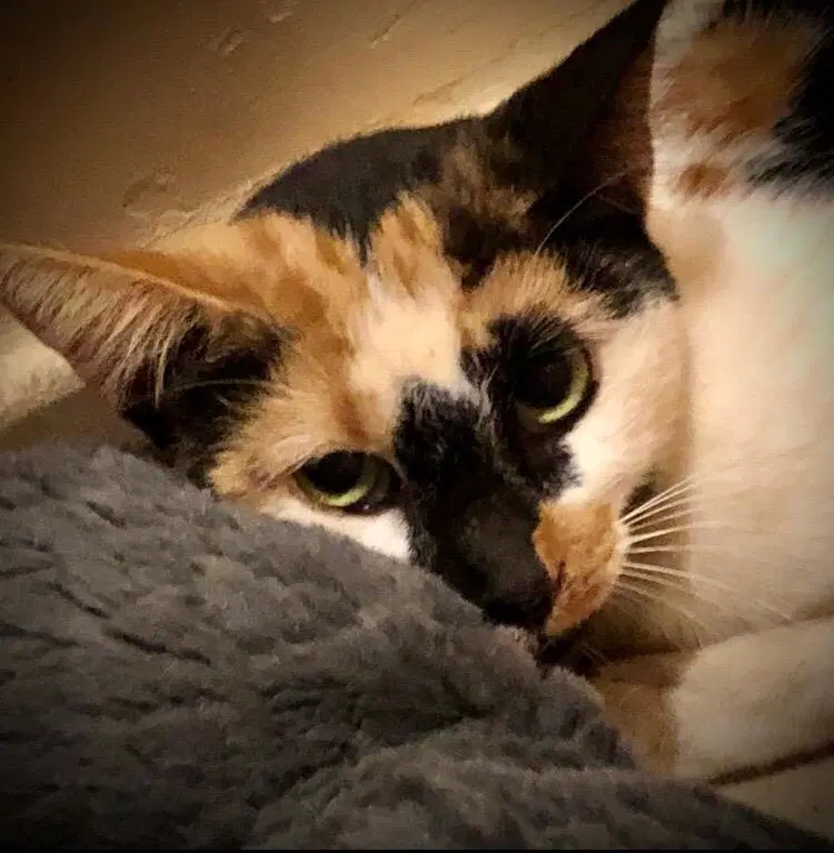 Meecha - Calico
