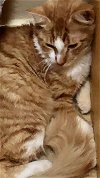 adoptable Cat in tucson, az, AZ named KAMOOTE
