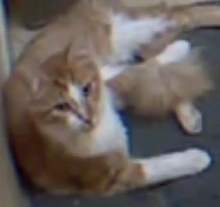Kamoote image 2