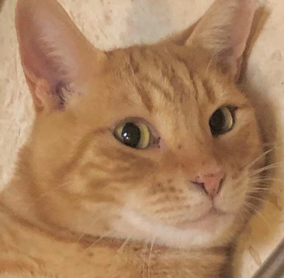 Teddy - Tabby