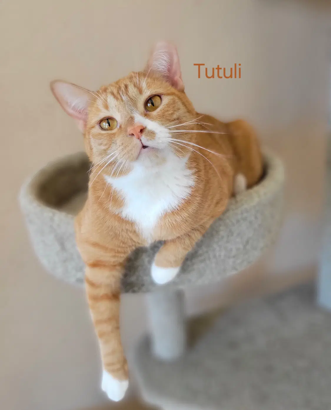 Tutuli image 2