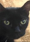 adoptable Cat in tucson, AZ named Willow
