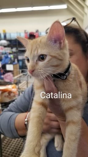 Catalina