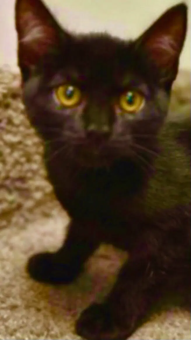 Lola - Domestic Short Hair