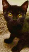 adoptable Cat in tucson, AZ named LOLA