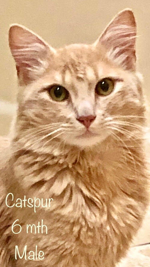 Catspur