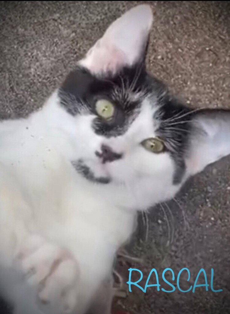 adoptable Cat in Tucson, AZ named Rascal