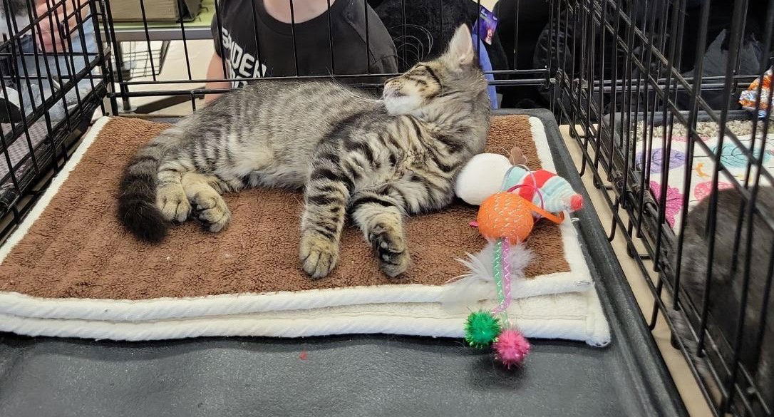 adoptable Cat in Tucson, AZ named Leo