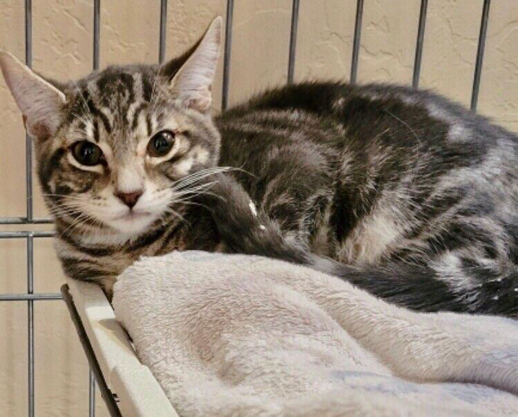 adoptable Cat in Tucson, AZ named Lulu