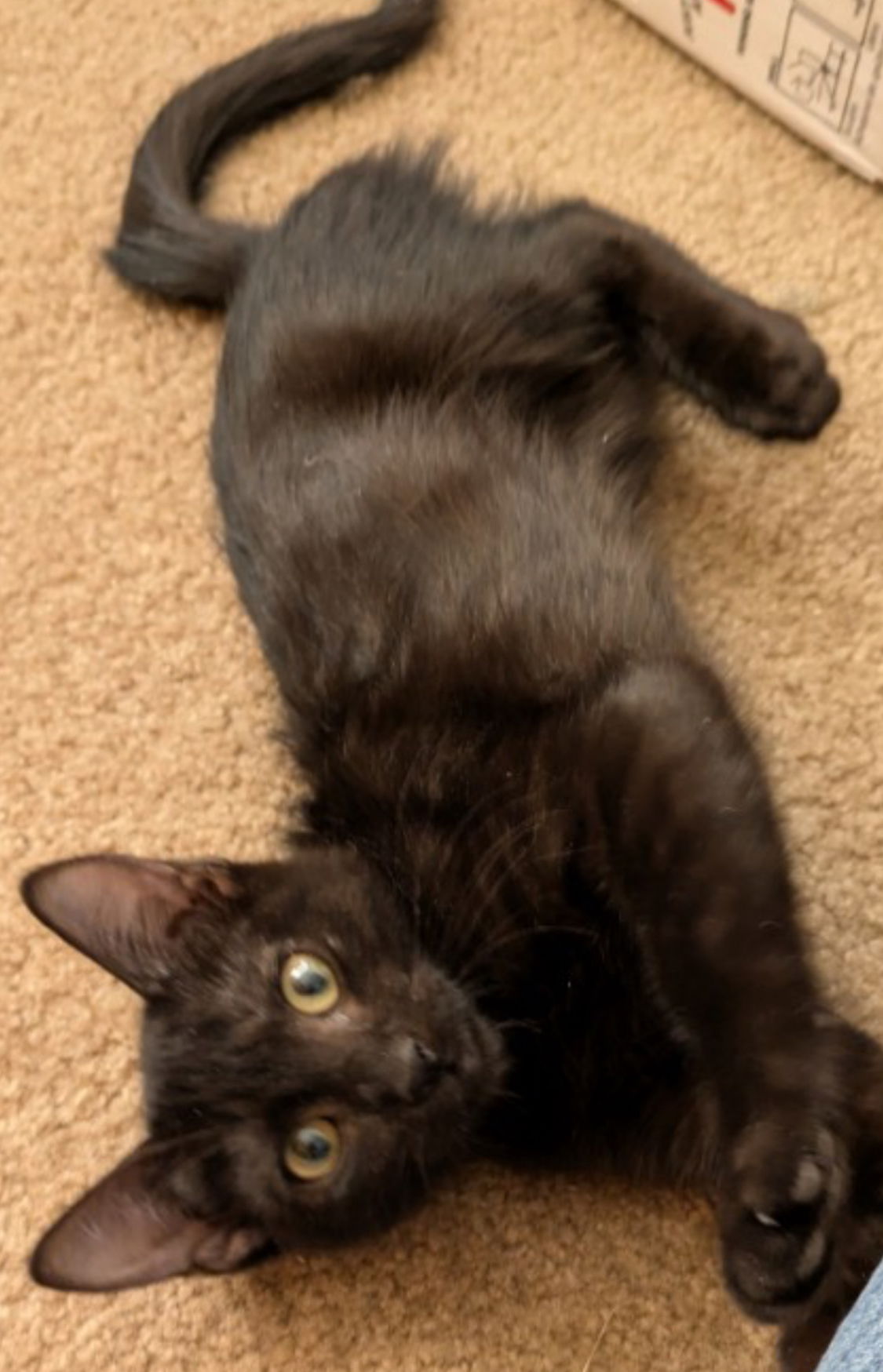 adoptable Cat in Tucson, AZ named Francine