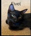 Fivel