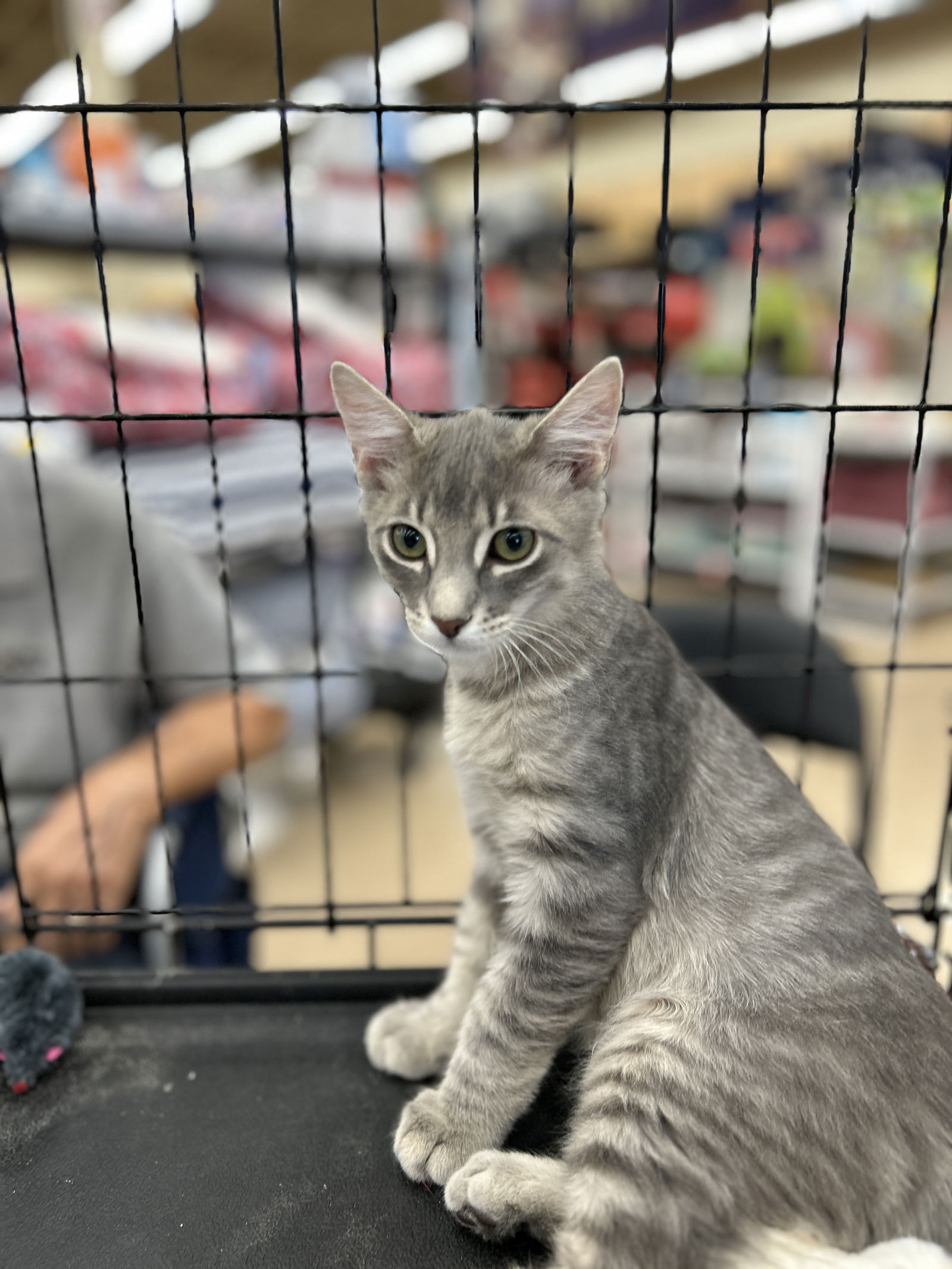 adoptable Cat in Tucson, AZ named Goose