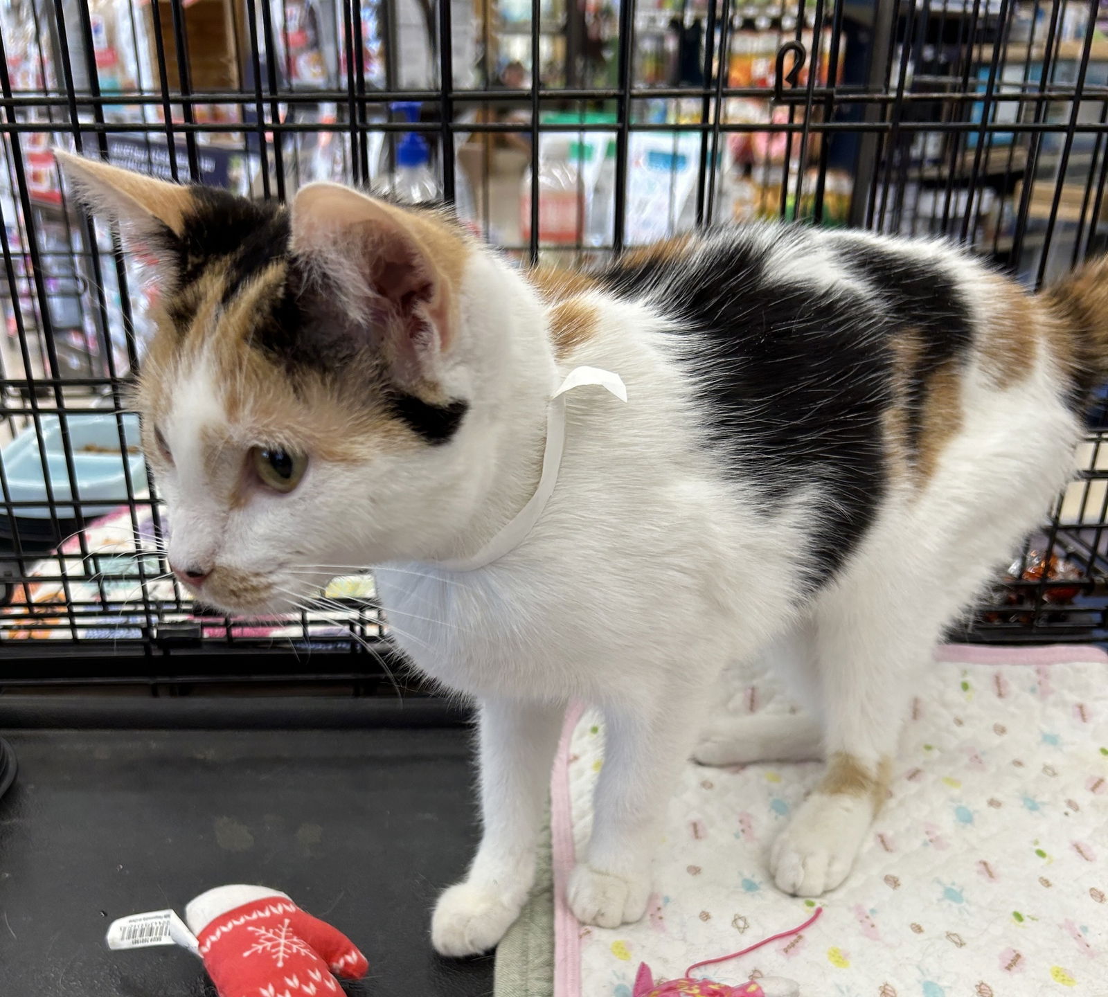 adoptable Cat in Tucson, AZ named Princess