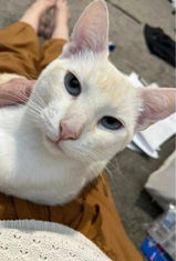 adoptable Cat in Tucson, AZ named Bailey