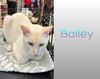 Bailey