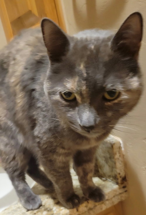 Tasha, an adoptable Dilute Tortoiseshell in Oro Valley, AZ