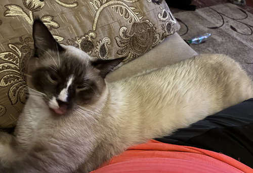 Jack, an adoptable Siamese in Oro Valley, AZ