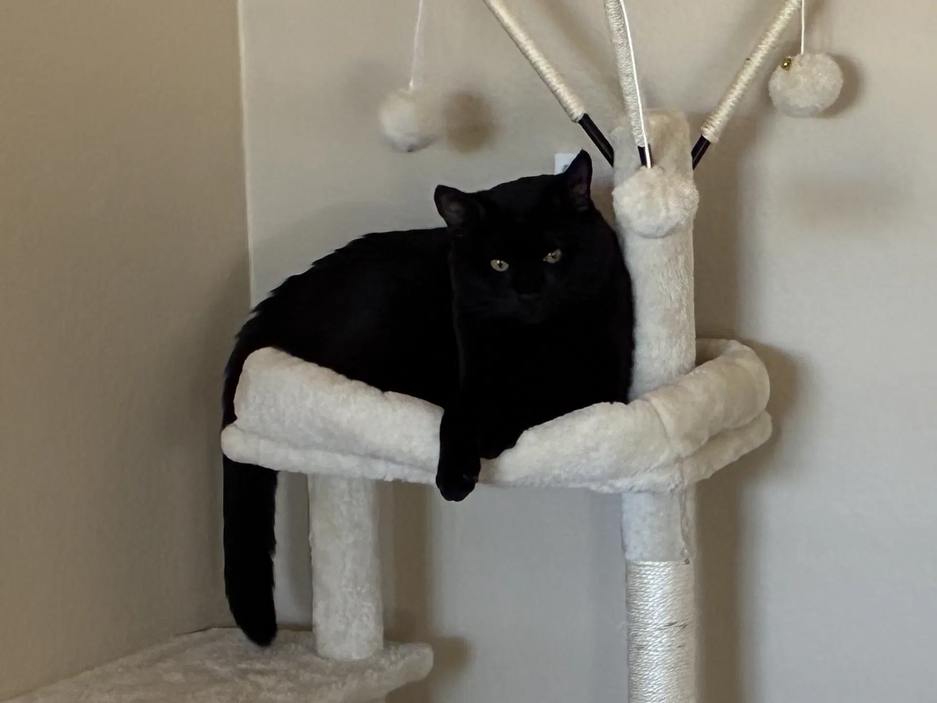 Lucas - Domestic Medium Hair