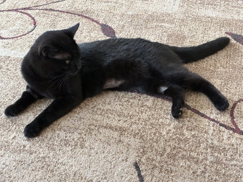 Photo 3 of Lucas