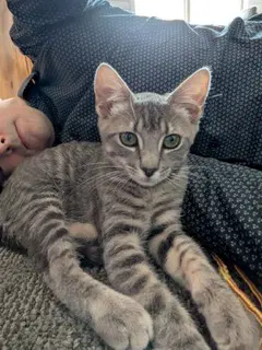 Remy image 2
