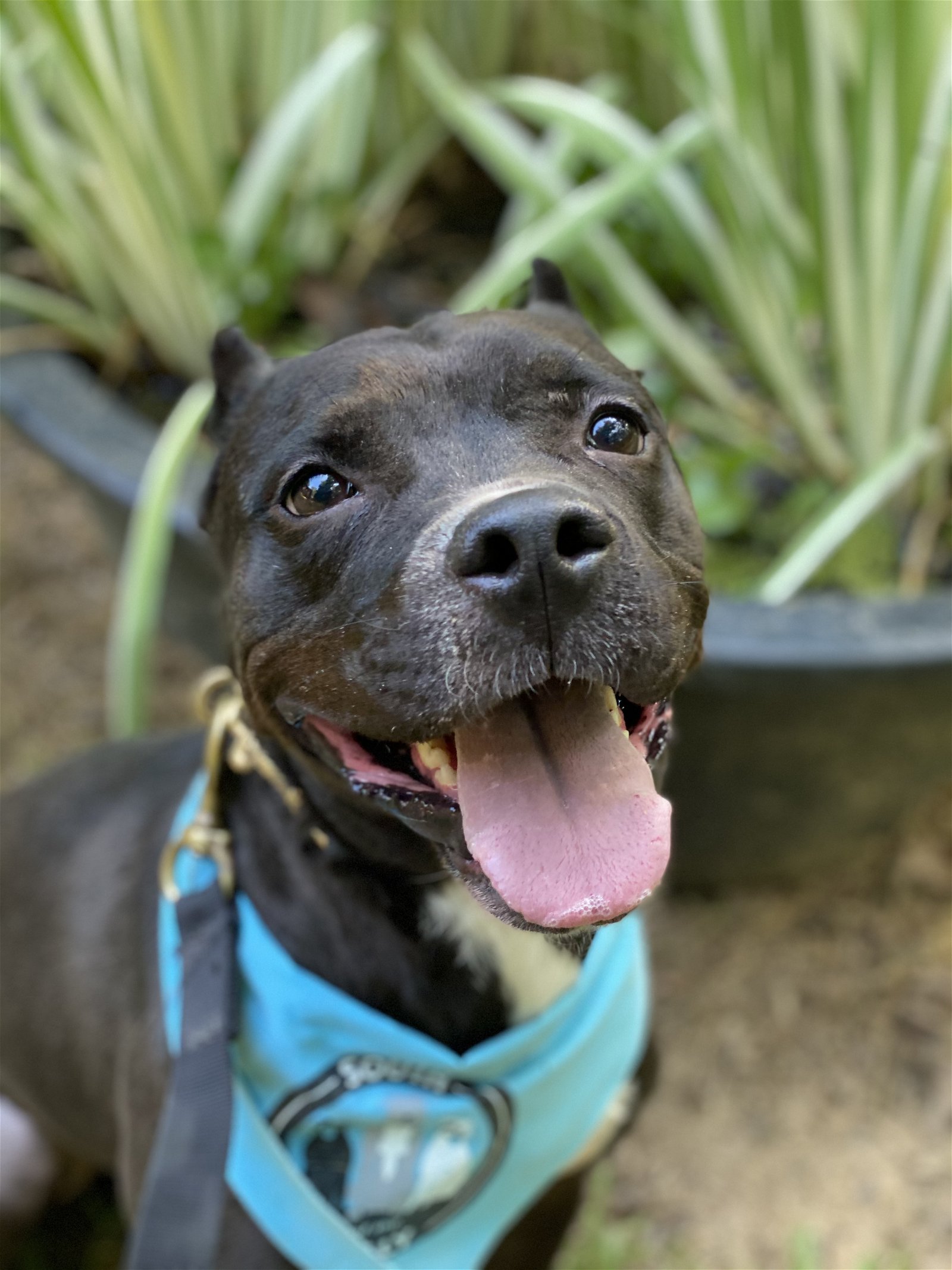 adoptable Dog in Charlotte, NC named Squiggy