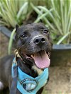 adoptable Dog in charlotte, NC named Squiggy