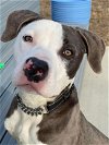 adoptable Dog in charlotte, NC named Romeo