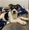 adoptable Dog in charlotte, NC named Owen