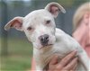adoptable Dog in charlotte, NC named Castle