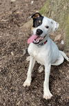 adoptable Dog in Charlotte, NC named Allen