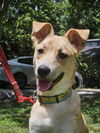 adoptable Dog in Charlotte, NC named Rafi