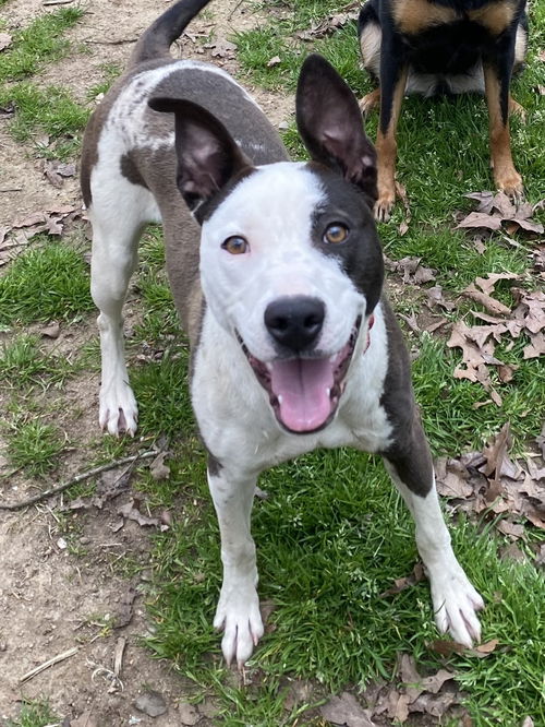 picture of the dog needing adoption