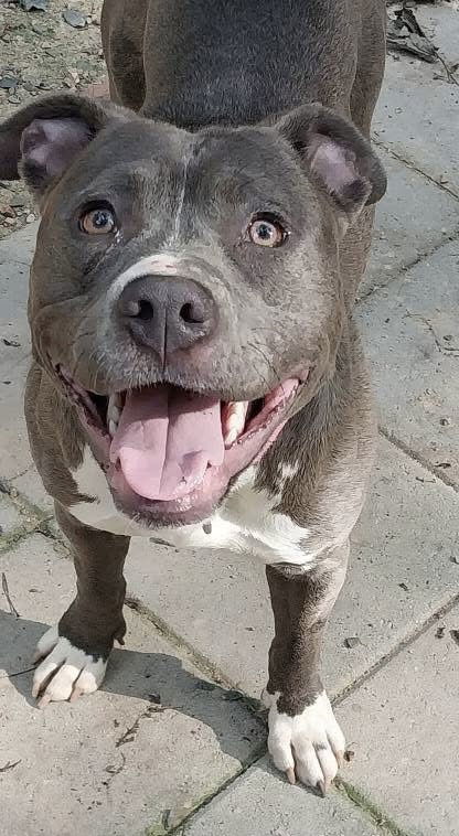 adoptable Dog in Charlotte, NC named Lemon
