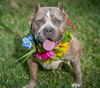 adoptable Dog in  named Envy