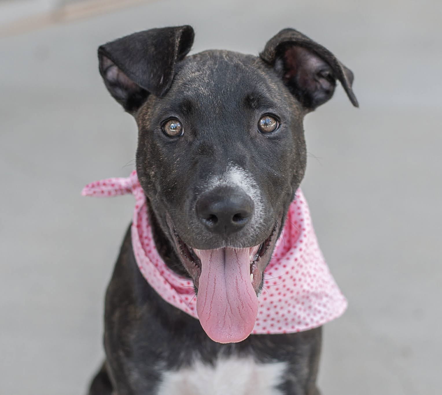 adoptable Dog in Charlotte, NC named Daisy