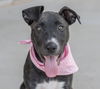 adoptable Dog in  named Daisy